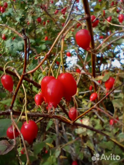 Шиповник сушеный