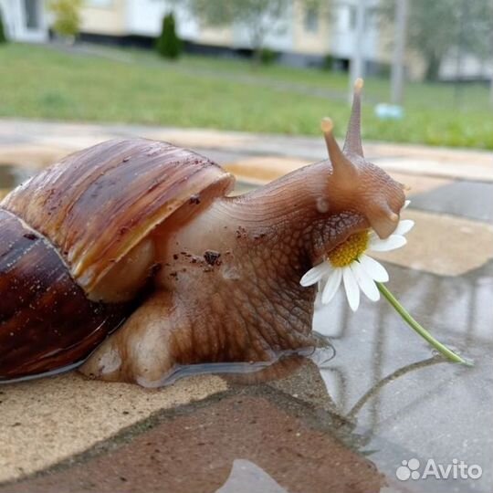 Улитки