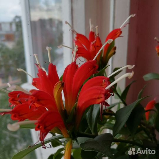 Эсхинантус (жар птица)