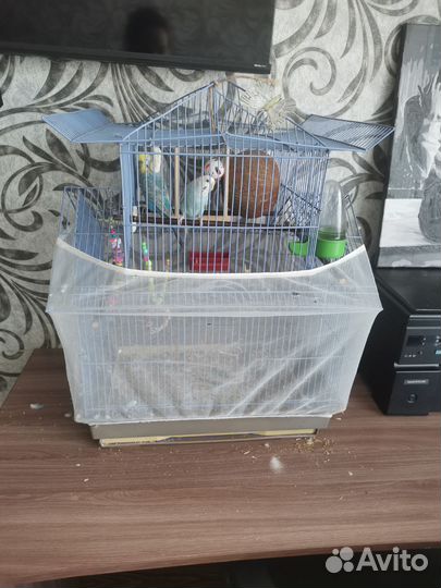 Волнистые попугаи с клеткой