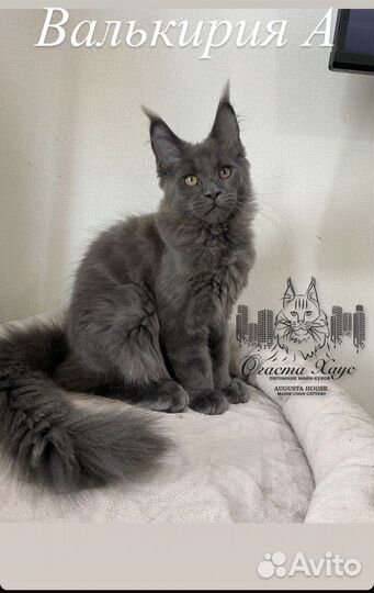 Кошки мейн-кун