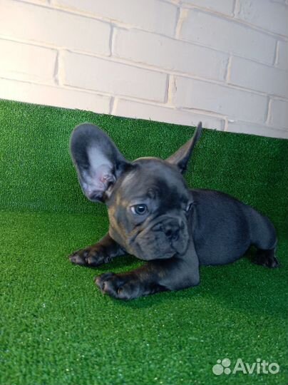 Французский бульдог щенки голубые, голубопалевые