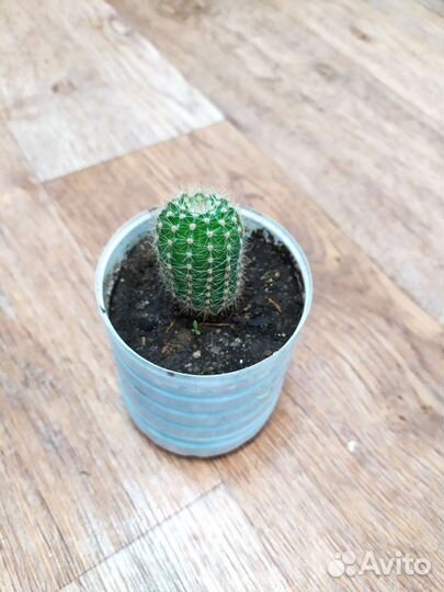 Кактус эхинопсис, маммилярия