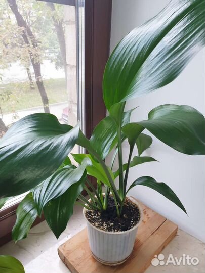 Эухарис амазонская лилия