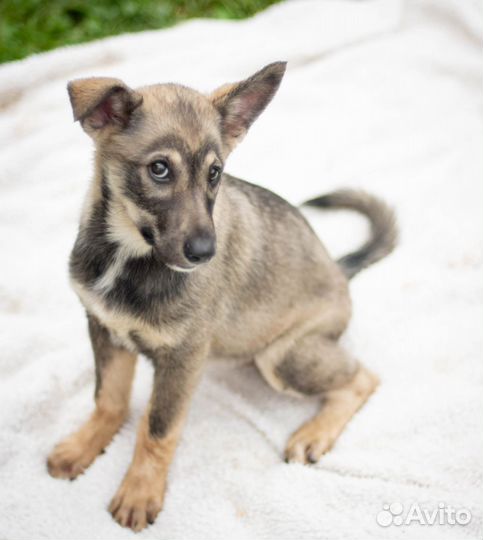 Собаки бесплатно в добрые руки