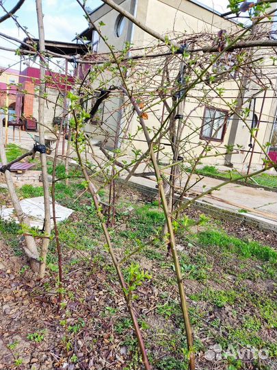 Ранняя сортт натчез