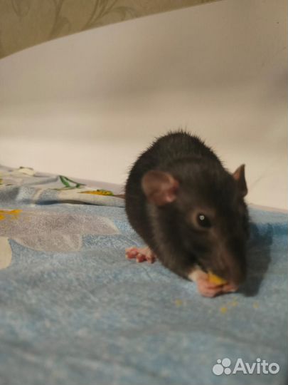 Декоративная крыса