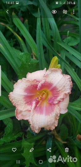 Лилейники оптом