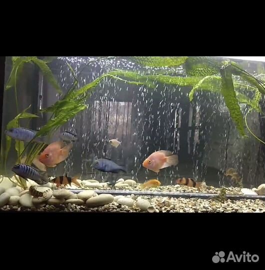 Аквариум