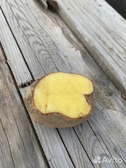 Продам картофель