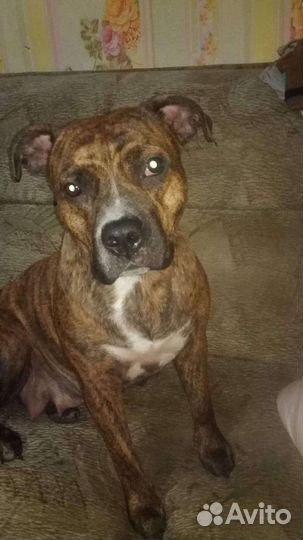 Американский питбультерьер щенки