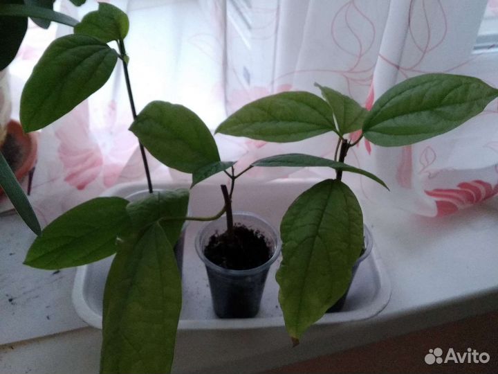 Клеродендрум Томпсона