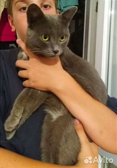 В добрые руки