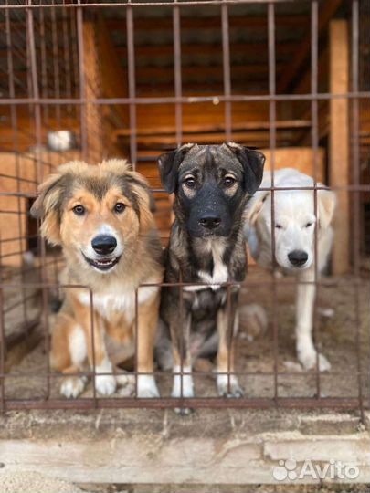 Щенки в дар