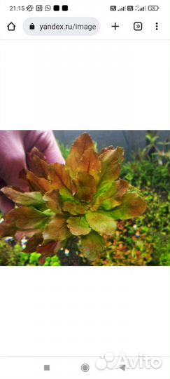 Аквариумное растение Людвигия в ассортименте