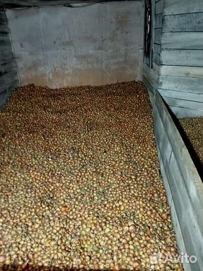 Продам лук севок оптом