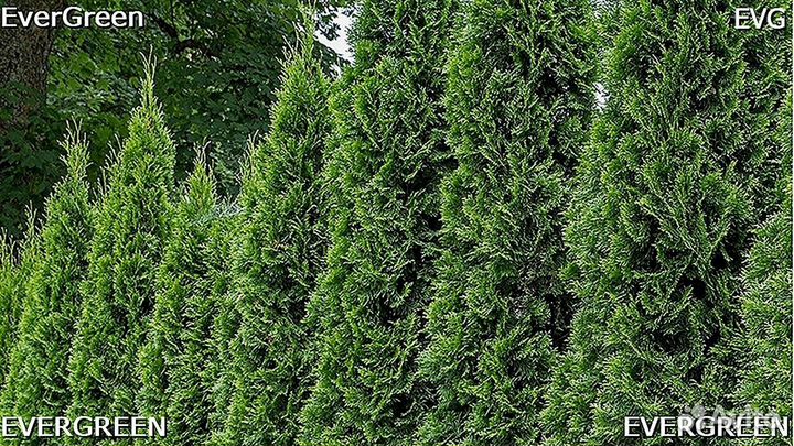 Туи брабант