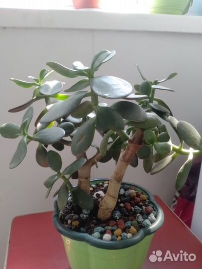 Сингониум- 300,денежное дерево-300,антуриум-500