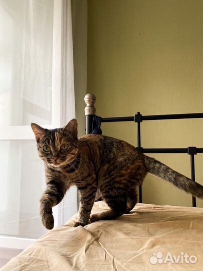 Кошечка-подросток ищет дом