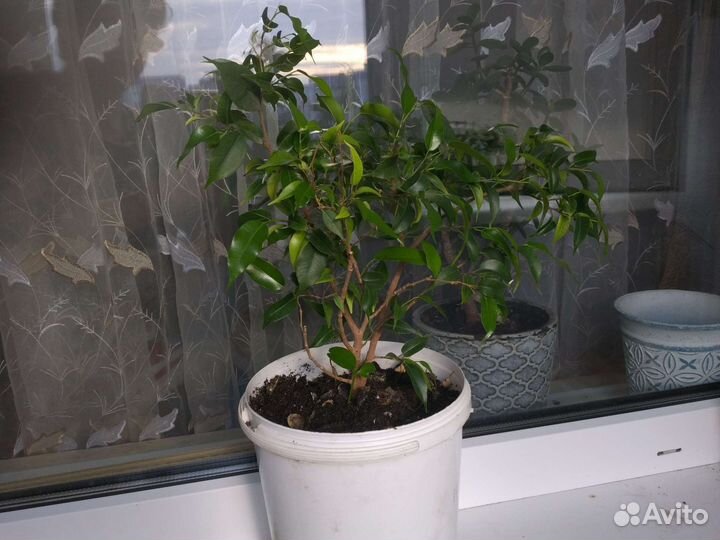 Фикус бенджамина