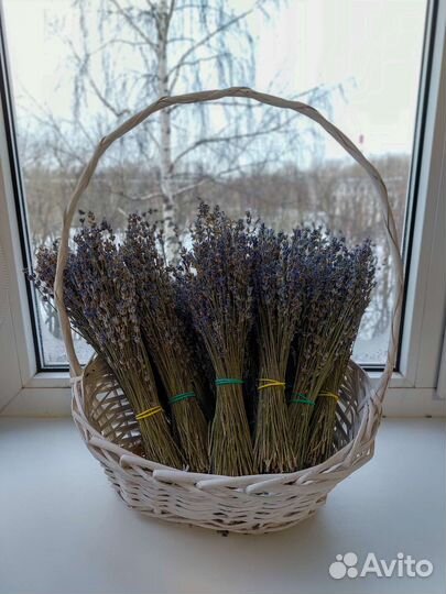 Лаванда,сухоцвет