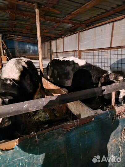 Продам поросят.бычков