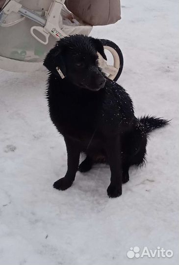 Очень хороший мальчик ищет дом