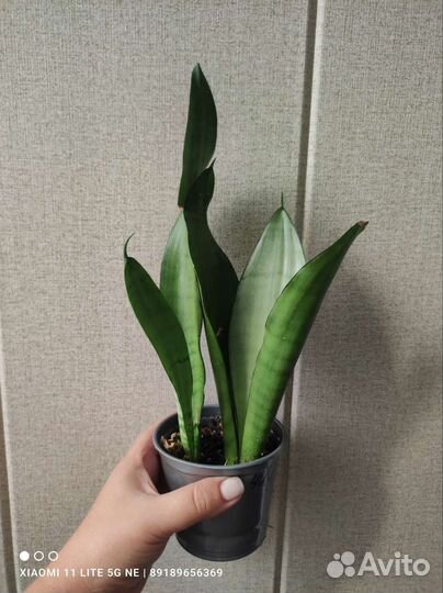Сансевиерии разных сортов