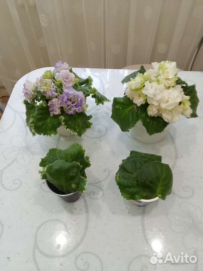 Листья фиалок