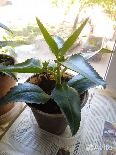 Каланхоэ - хирург