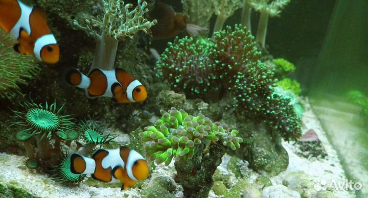 Морской аквариум 735 литров 150 x 70 x 70 см