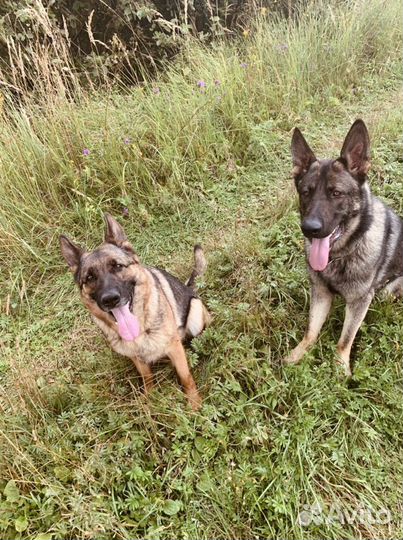 Услуги кинолога и передержка ваших любимых питомце