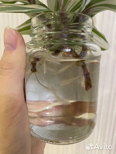 Традесканция