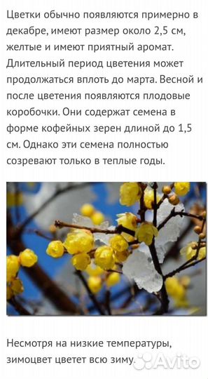 Химонант скороспелый китай семена