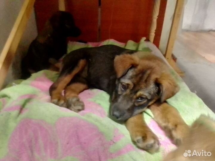 Щенок в добрые руки