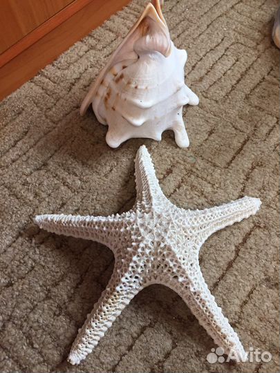 Морская звезда и ракушка