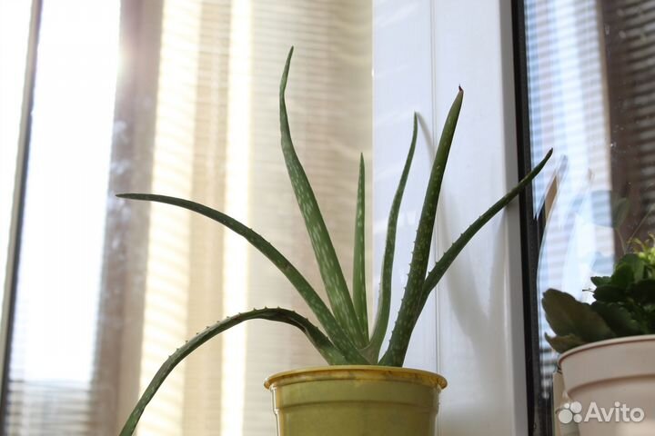 Комнатные цветы алоэ