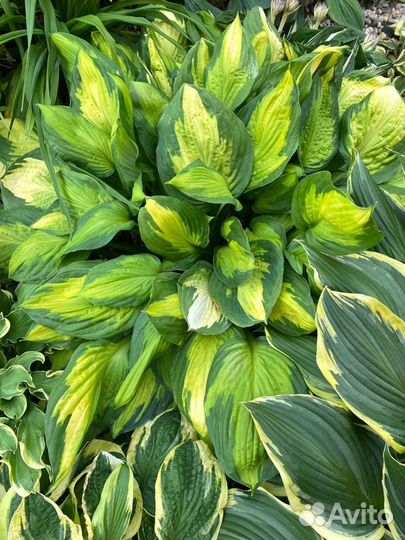 Хосты сортовые