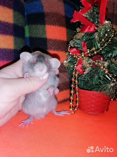 Крыса, крысенок, крысята дамбо, клетки