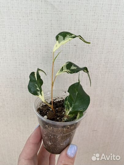 Сортовые фикусы