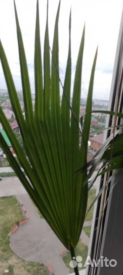 Пальма вашингтония