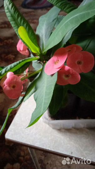 Молочай миля