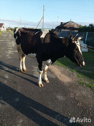 Корова высокоудойная, стельная. 70 т.р с.Огневское