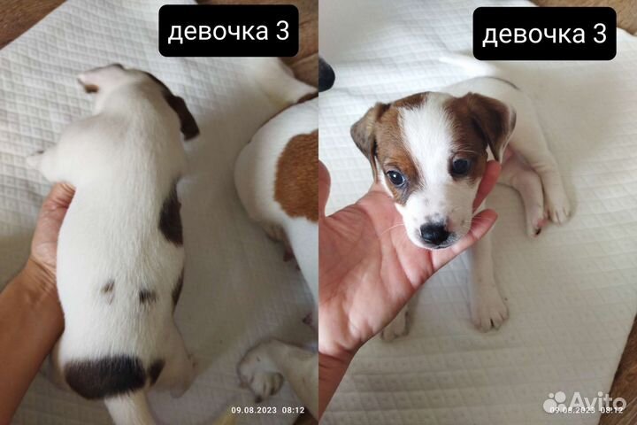 Щенки джек Рассел терьер гладкошерстный