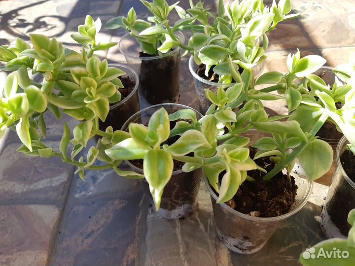 Аптения вариегатная