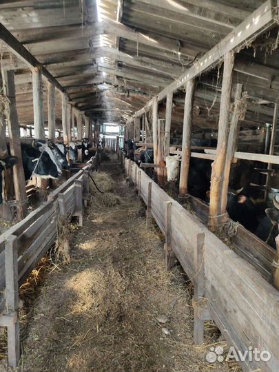 Эко мясо, козлятина, Говядина, баранина, жир