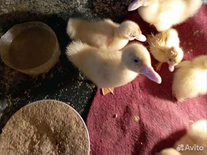 Утята суточные