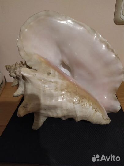 Большая раковина