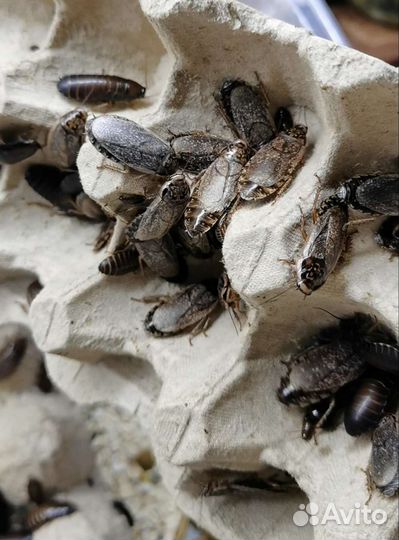 Кормовые тараканы