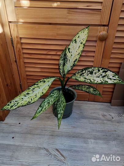 Дифенбахия